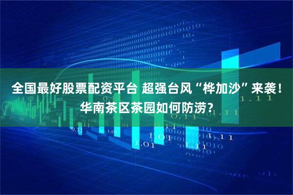 全国最好股票配资平台 超强台风“桦加沙”来袭！华南茶区茶园如何防涝？